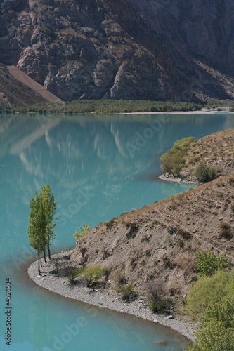 Trees on the lakeside