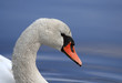 Mute Swan Close-up