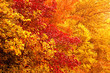 Autumn background