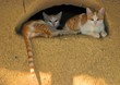chat senegalais chat senegalais