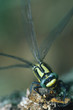 Club-tailed dragon-fly