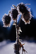 Dry plant