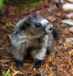 Marmot