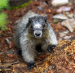 Marmot