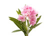Pink oleander on white background