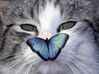 schielende Katze