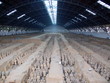 Hangar abritant les guerriers enterrés, Xian, Chine Hangar abritant les guerriers enterrés, Xian, Chine