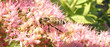 bee on a flower