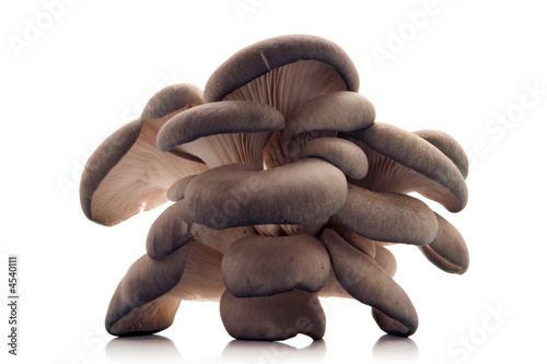 Foto: oyster mushroom oyster mushroom