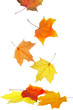 Maple leaves Maple leaves