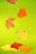 Maple leaves