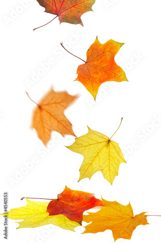 Maple leaves