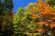 canadian forest