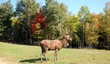 caribou