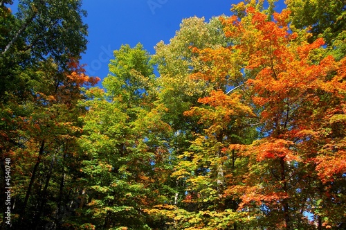 canadian forest