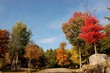 foret du canada
