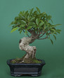 Bonsai (Ficus retusus)
