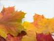 autumn leaves