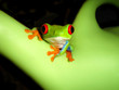 frog closeup on white