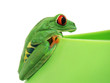 frog closeup on white