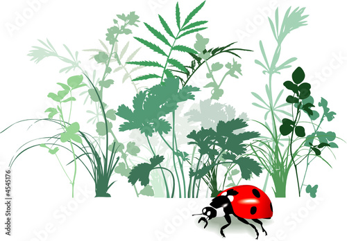  Herbs Plants on Photo  Variety Of Field Herbs  Plants  Ladybird  Traced  Vector