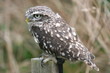 Photo: Little Owl Little Owl