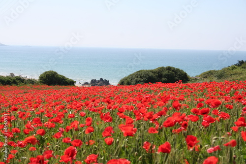 Photo: champ de coquelicots champ de coquelicots