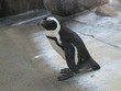 Pinguin