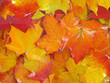 Autumn maple leaves.