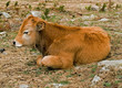 Kalb Freilebend auf Korsika