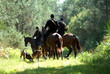 chasse à courre au chevreuil chasse à courre au chevreuil