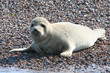 Photo: Grey Seal Grey Seal