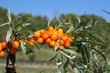 olives siberie5