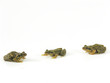 Grenouille, crapaud, reinette Grenouille, crapaud, reinette