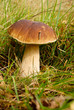 Mushroom(Boletus edulis)