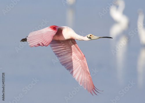 Photo: Roseate Spoonbill in flight. Roseate Spoonbill in flight.