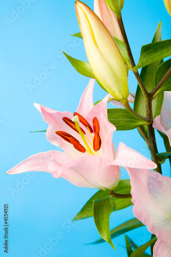 Foto: pink lily pink lily