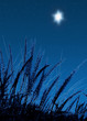 My Favorite Star C