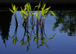 Water Grasses A