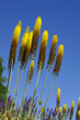 Yellow Flowers Day B