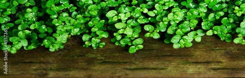 Photo: horticulture banner horticulture banner
