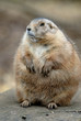 Prairie Dog