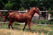 Lipitan Horse 