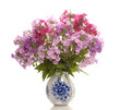 phloxes in vase phloxes in vase