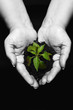 Photo en ligne au meilleur prix hands holding a newly born plant , hands desaturated