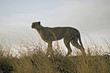 Standing Cheetah Standing Cheetah