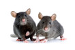 rats