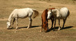 Steppe horses near foothills Uzbekistan