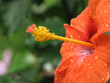 fleur fleur