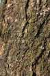 Texture